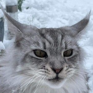 Meet your Posher, Nilah